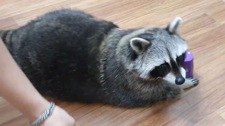 Το τεμπέλικο ρακούν 