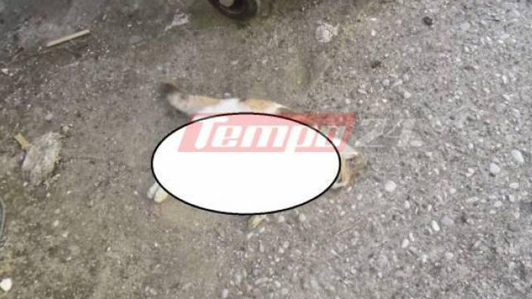 Κτηνωδία στην Πάτρα: Ξεκοίλιασαν 8 γατάκια και τα πέταξαν στην παραλία