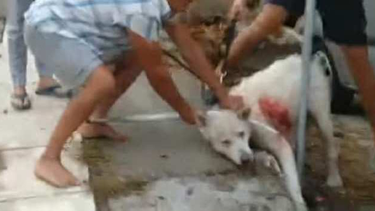 Οι φιλόζωοι ζητούν την παραδειγματική τιμωρία του εκπαιδευτικού που μαχαίρωσε σκύλο