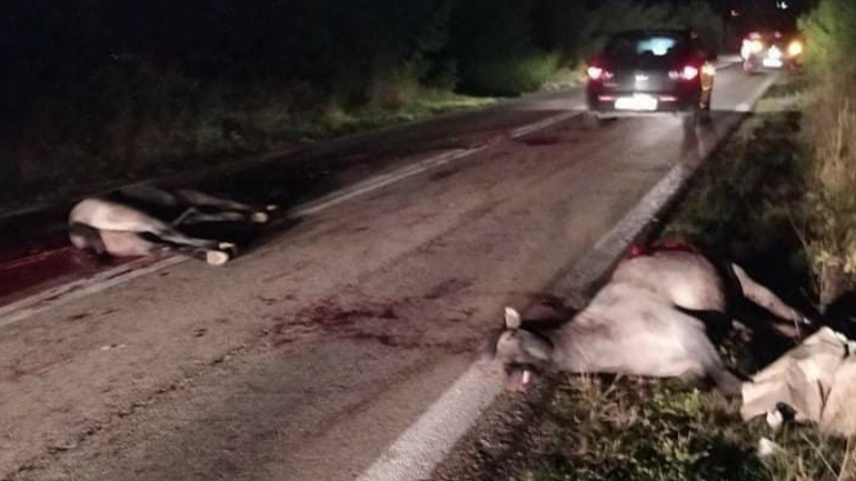 Νεκρά δύο άλογα σε τροχαίο στην Ξάνθη