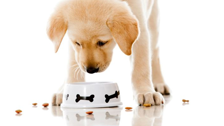 Τι κάνουμε στην περίπτωση που το κουτάβι μας αρνείται να φάει τη ξηρά τροφή;