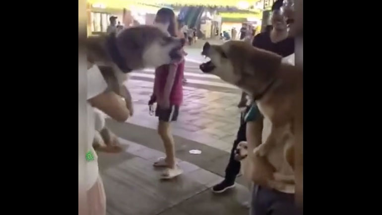 Κόπηκαν οι μαγκιές