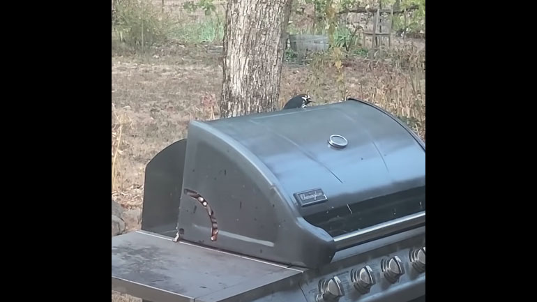 Η κρυψώνα του τρυποκάρυδου 