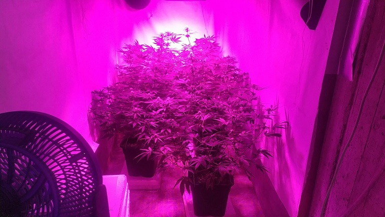 Νάουσα: Πίσω από τη βιβλιοθήκη έκρυβε εργαστήριο υδροπονικής καλλιέργειας κάνναβης Νάουσα: Πίσω από τη βιβλιοθήκη έκρυβε εργαστήριο υδροπονικής καλλιέργειας κάνναβης