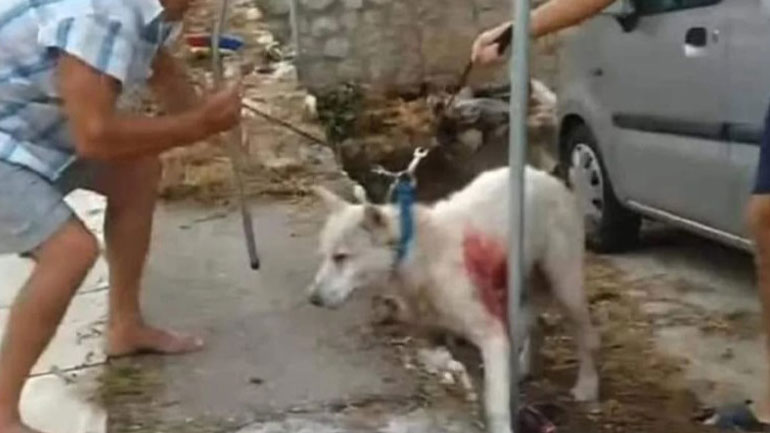 Ένταση στα δικαστήρια κατά την προσαγωγή του καθηγητή που τραυμάτισε τον σκύλο στη Νίκαια Ένταση στα δικαστήρια κατά την προσαγωγή του καθηγητή που τραυμάτισε τον σκύλο στη Νίκαια