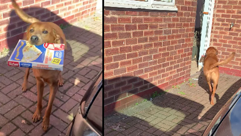 Οι σκύλοι βοηθούν στα ψώνια