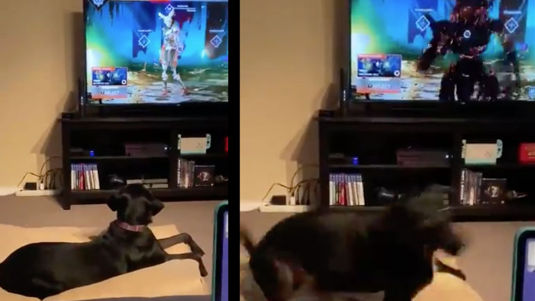 Σκύλος τρομάζει βλέποντας χαρακτήρα παιχνιδιού