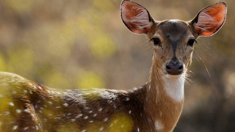 Νεκρό ελάφι στην Πάρνηθα εξαιτίας υπερβολικής ποσότητας φαγητού που του έδωσαν επισκέπτες