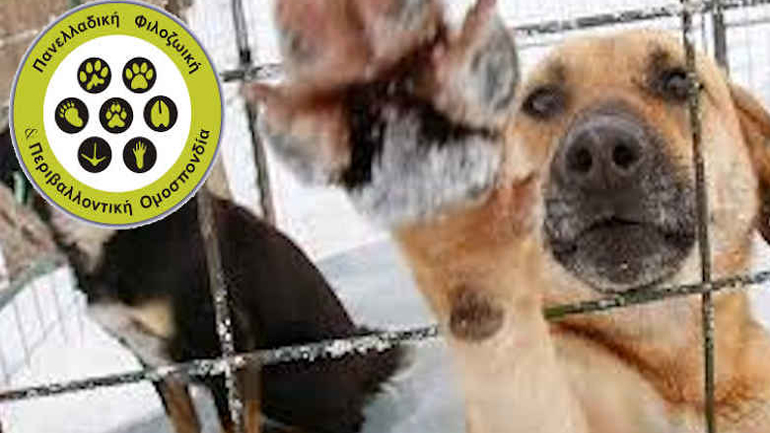 «Μικρό καλάθι» από τους φιλόζωους σχετικά με την αυστηροποίηση των ποινών για τις κακοποιήσεις ζώων