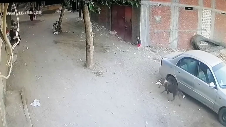 Παιδί vs σκύλος vs γάτα