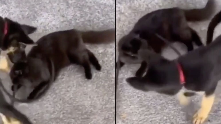 O σκύλος δεν συμπαθεί τη γάτα