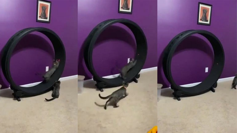 Οι γάτες προσγειώνονται πάντα στα πόδια τους;