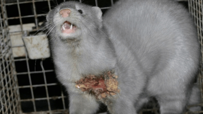 Φιλόζωοι προς Χαρδαλιά: Συνδέεται το lockdown της Κοζάνης λόγω Covid με τις γουνοπαραγωγικές επιχειρήσεις;