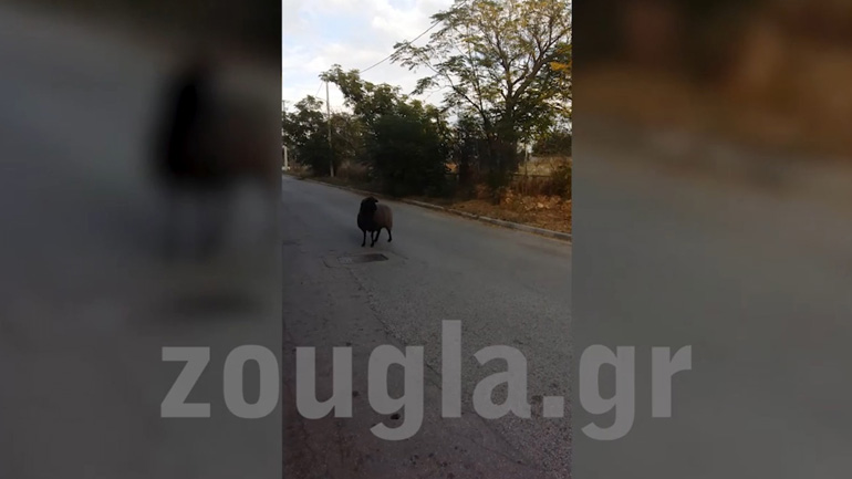 Μαύρο πρόβατο κυκλοφορεί στη Νέα Κηφισιά!