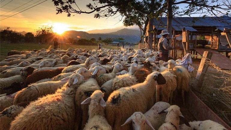 Στον εισαγγελέα έξι άτομα για ζωοκλοπές σε τρεις νομούς της Κρήτης