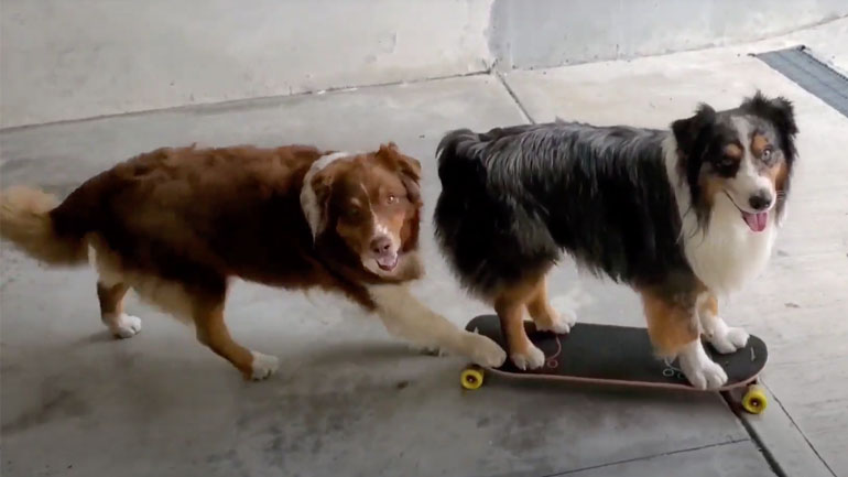Δύο σκύλοι κάνουν skate