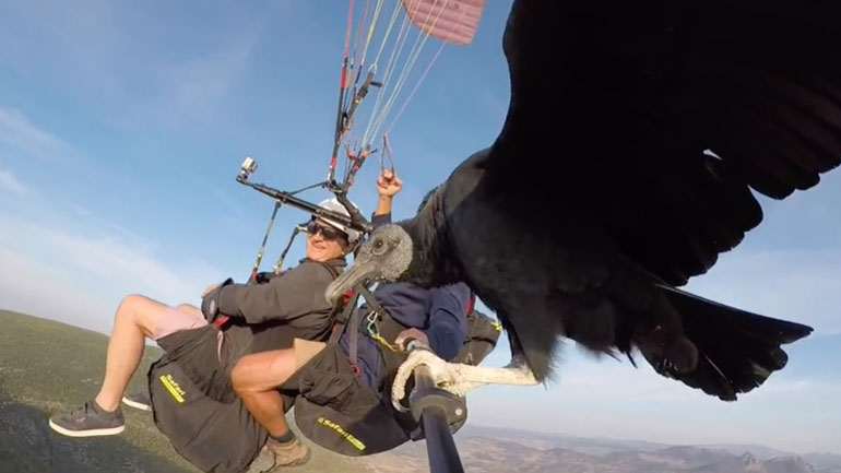 Γύπας προσγειώνεται σε selfie stick 