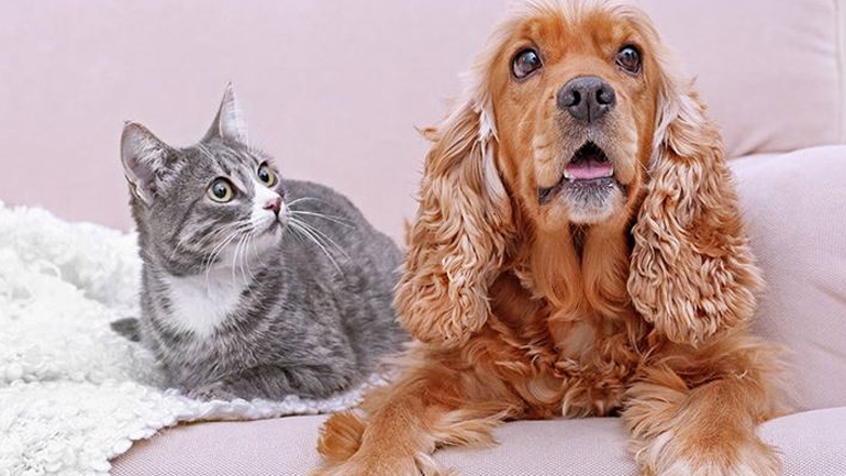 Οι μυρωδιές που απεχθάνονται οι σκύλοι και οι γάτες