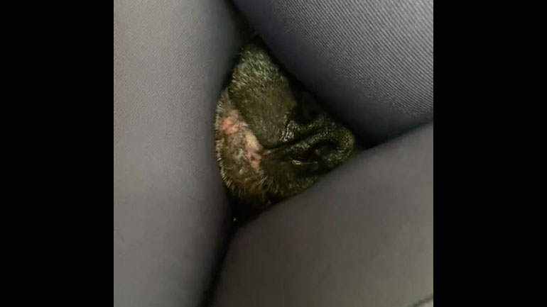 O εγωκεντρικός σκύλος