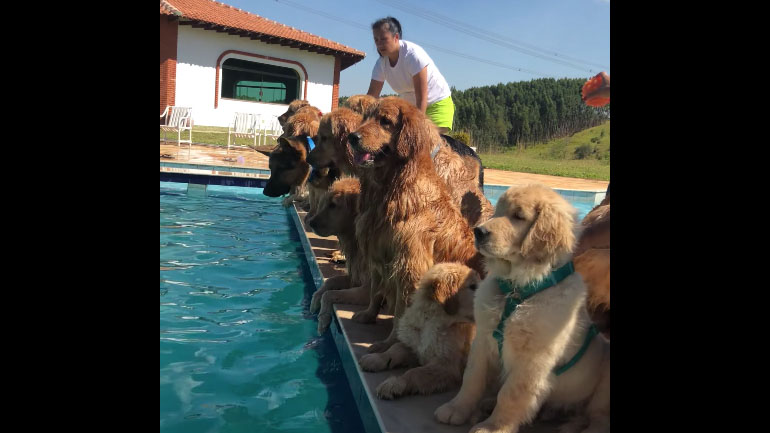 Σκύλος καταστρέφει μια φωτογράφηση 