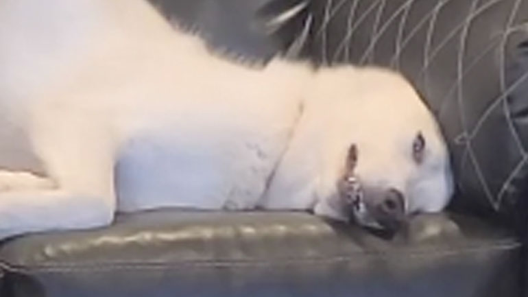 Σκύλος αράζει σε μια πολύ περίεργη στάση