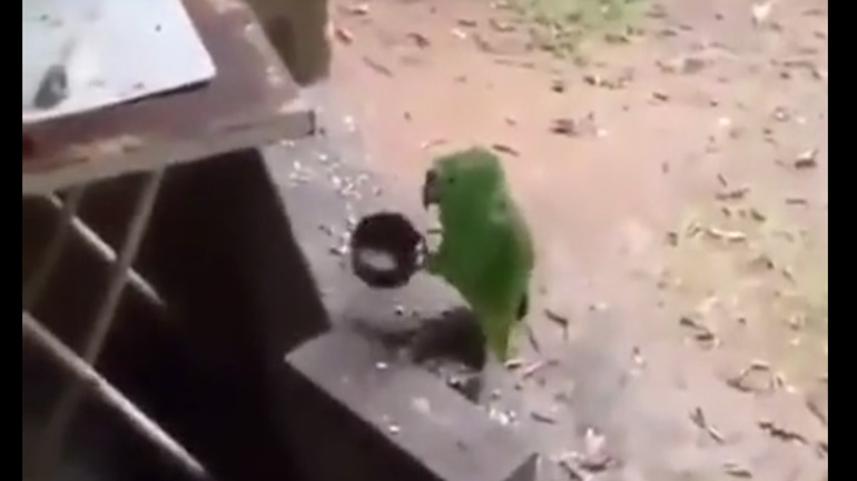 Παπαγάλος παίζει μουσική και τραγουδάει