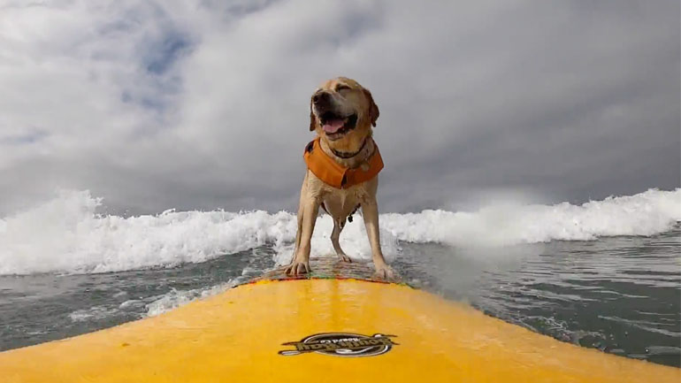 Σκύλος σερφάρει σαν pro