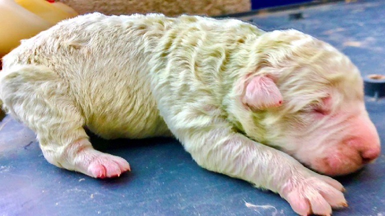 Ένα κουτάβι με πρασινωπή γούνα γεννήθηκε στη Σαρδηνία