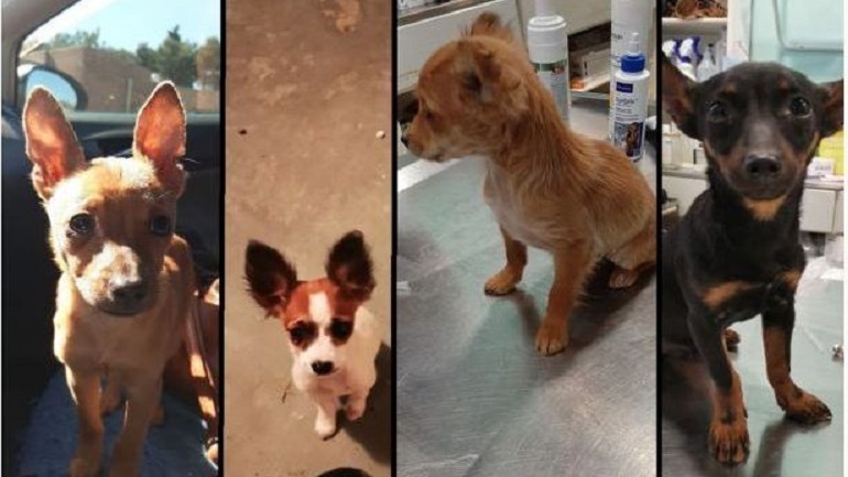 Φιλόζωοι αλλά…παράνομοι: Πέντε συλλήψεις Γερμανών για παράνομο ιατρείο