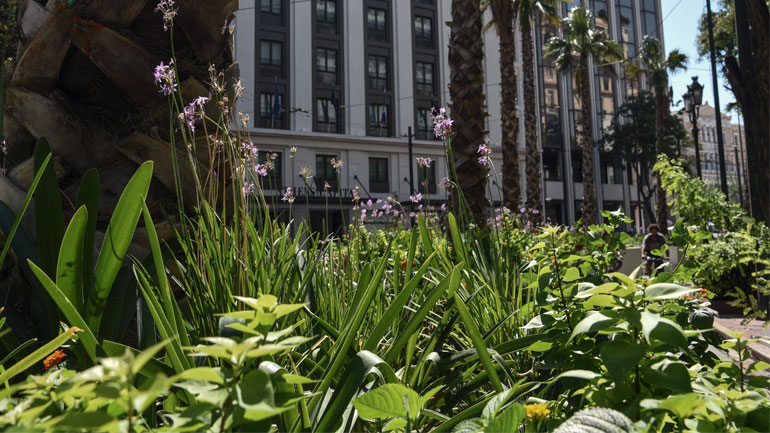 Φύτεψαν κάνναβη στις ζαρντινιέρες του Μεγάλου Περιπάτου