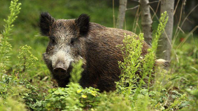 Αγριογούρουνο επιτέθηκε και τραυμάτισε γυναίκα στα Φιλιατρά