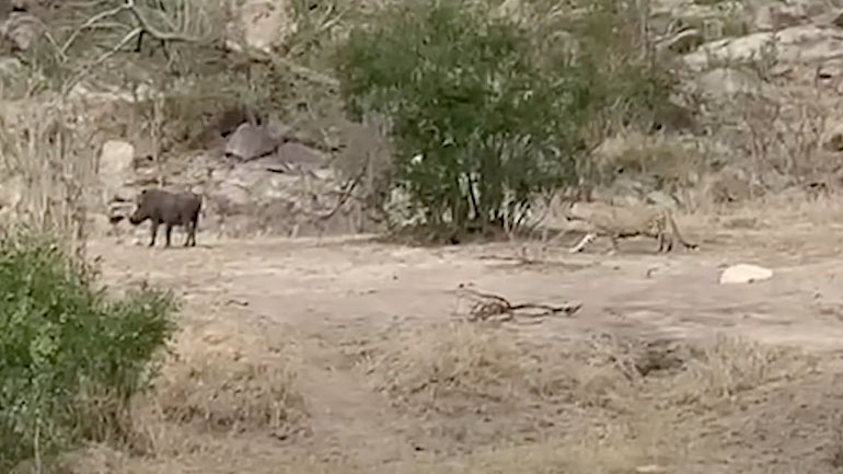 Λεοπάρδαλη επιχειρεί να αρπάξει έναν φακόχοιρο