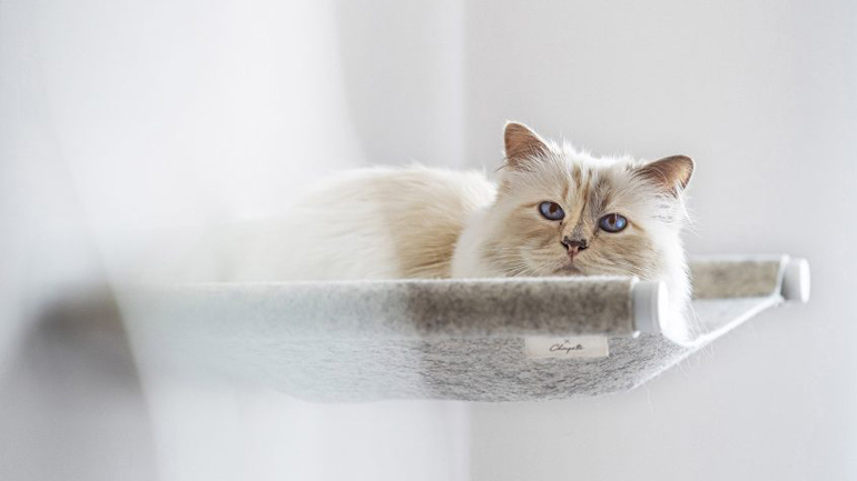 Η γάτα του Καρλ Λάγκερφελντ έγινε μοντέλο επίπλων για κατοικίδια