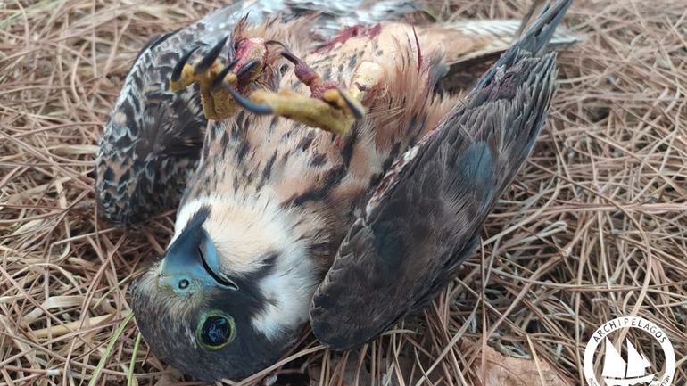 Σκότωσαν με κυνηγετικό όπλο σπάνιο γεράκι στη Σάμο Σκότωσαν με κυνηγετικό όπλο σπάνιο γεράκι στη Σάμο