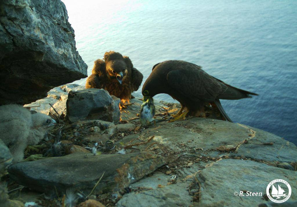 Ζευγάρι Μαυροπετρίτη ταΐζει τους νεοσσούς του σε μικρή ακατοίκητη νησίδα (φωτογραφία από παθητική κάμερα - camera trap)