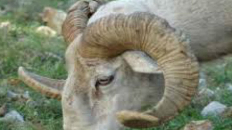 Απίστευτο περιστατικό στην Κρήτη: Κριάρι έριξε κτηνοτρόφο σε γκρεμό 15 μέτρων