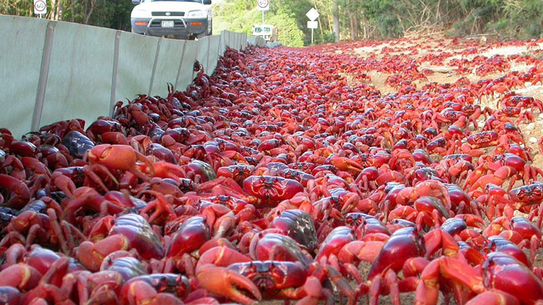 Νησί των Χριστουγέννων: Κόκκινα καβούρια κλείνουν δρόμους για να γεννήσουν