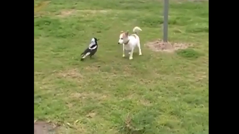 Σκύλος έχει γίνει κολλητός με μια κίσσα