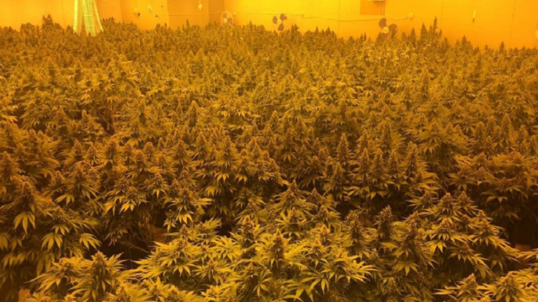 Εντοπίστηκαν τρία εργαστήρια καλλιέργειας κάνναβης σε σπίτι στους Θρακομακεδόνες