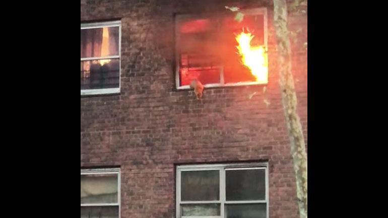 Γάτα πηδά από φλεγόμενο κτήριο