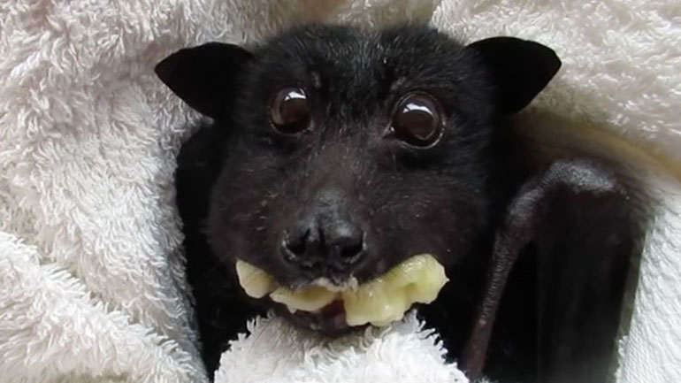 Νυχτερίδα απολαμβάνει μια μπανάνα