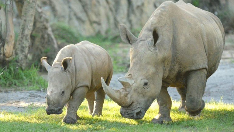 Λευκός ρινόκερος γεννήθηκε στο θεματικό πάρκο Disney Animal Kingdom