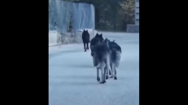 Λύκοι κάνουν βόλτα σε χωριό της Γαλλίας