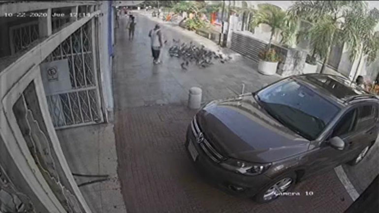 Άνδρες κλέβουν περιστέρια