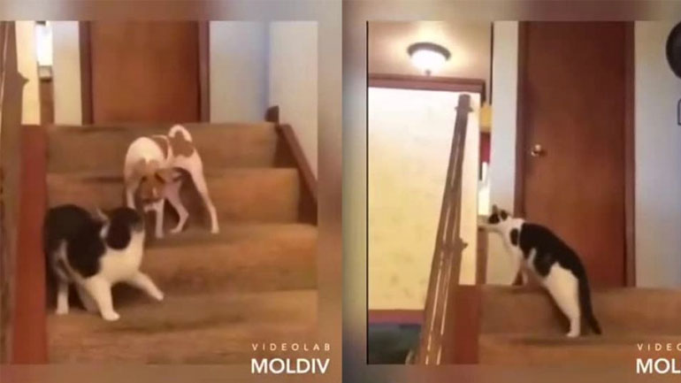 Η γάτα χάλασε τον σκύλο