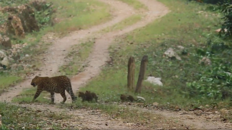Mια λεοπάρδαλη με τα μωρά της