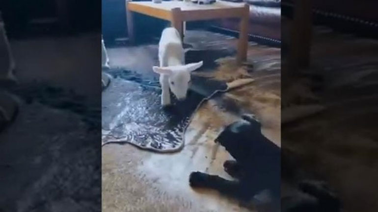 Κουτάβι και αρνάκι παίζουν μαζί