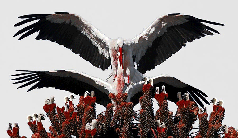 Δημήτρης Μπαμπίλης, Babybird Babybird © Δάφνη Αηδόνη