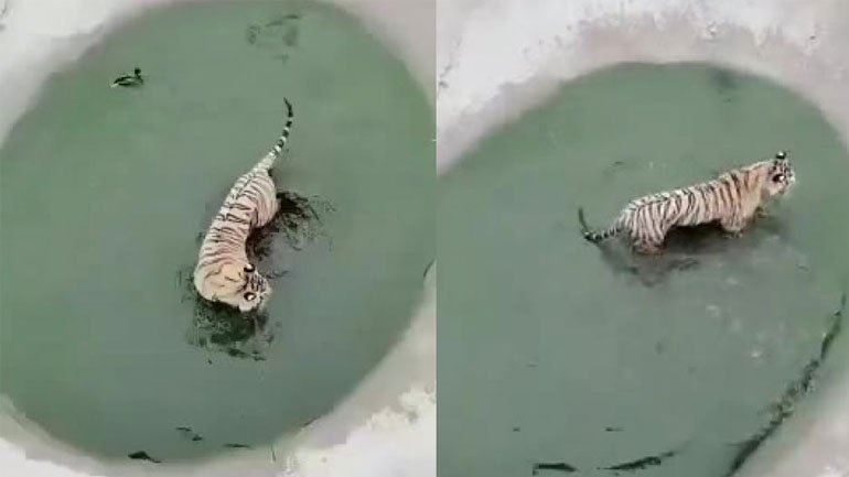 Πάπια κοροϊδεύει μια τίγρη