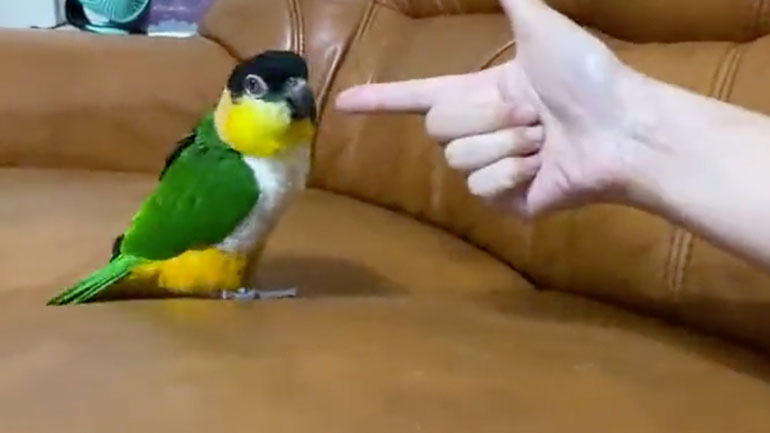 Η μάχη με τον παπαγάλο